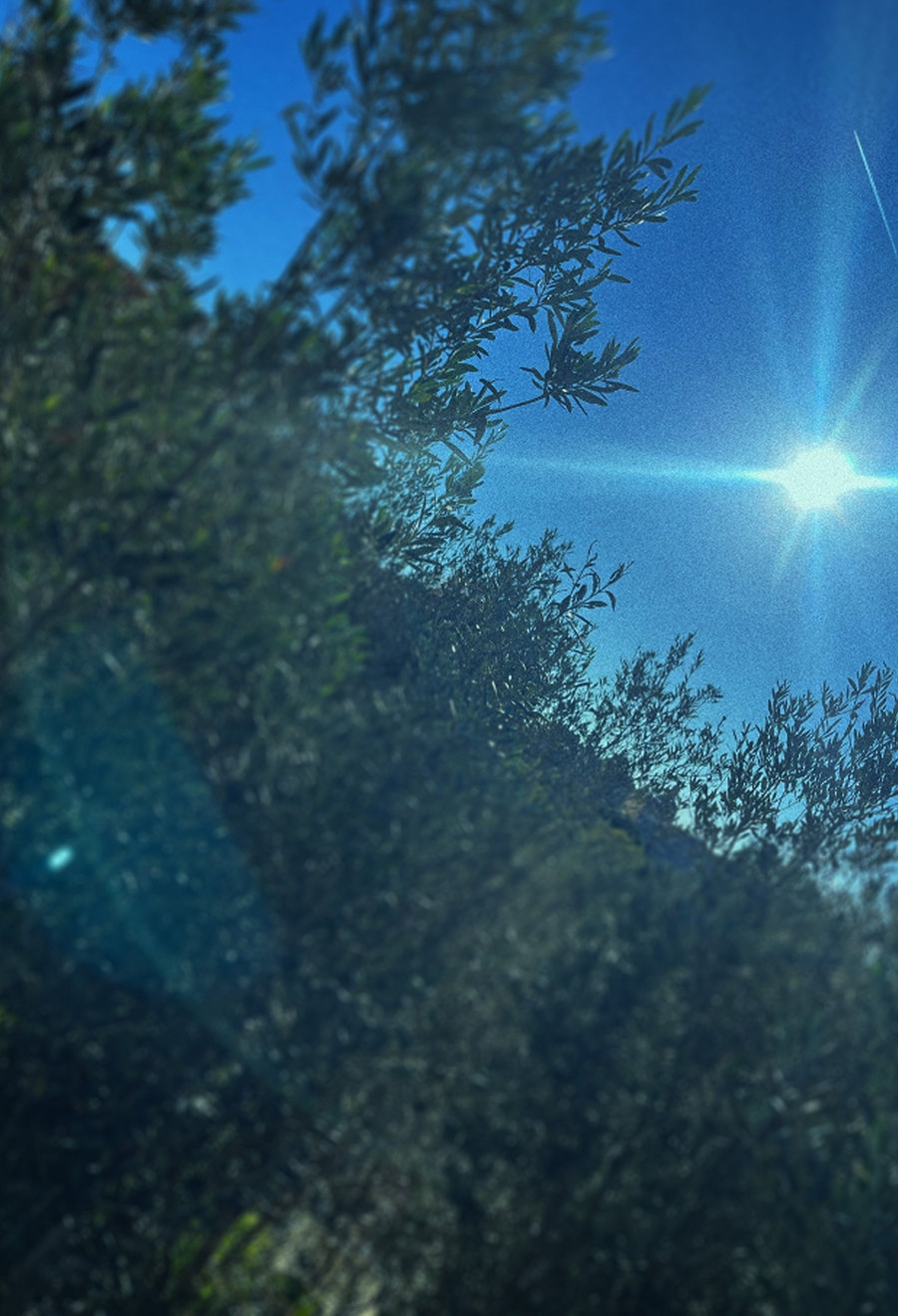 Des arbres à contre-jour, un soleil éclatant entre les branches, sur un ciel bleu